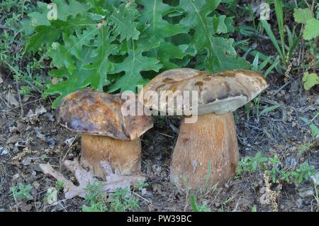 Boletus aereus, scuro cep, porcini da una foresta di querce vicino a Salonicco Grecia.una scelta di funghi commestibili Foto Stock