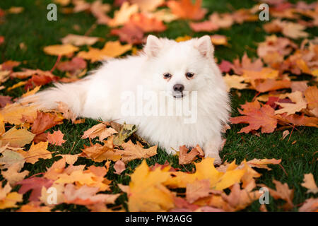 Carino amichevole bianco spitz cane in foglie di autunno nel parco Foto Stock