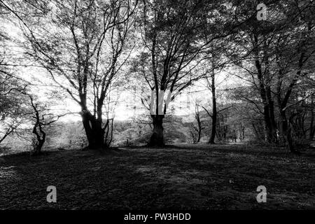 Gli alberi di faggio nella foresta di Canfaito (Marche, Italia) al tramonto con ombre lunghe Foto Stock