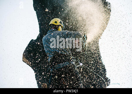 Struttura treeclimber fresa con chainsaw è salito sulla parte superiore Foto Stock