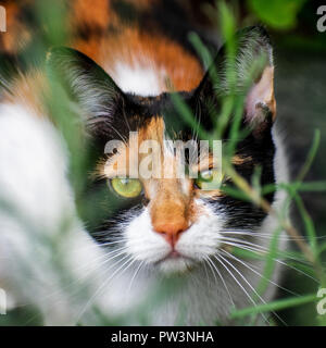 Tartaruga gatta calico nascosti nel sottobosco Foto Stock