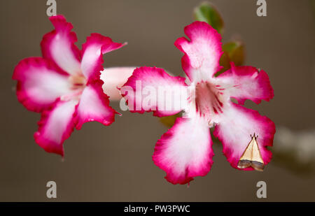 Rosa del Deserto (Adenium obesum) con la tignola, Gorongosa National Park, Mozambico. Foto Stock