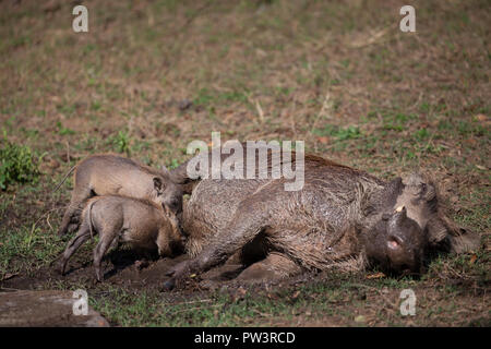 WARTHOG COMUNE (Phacochoerus africanus) giovani allattamento, Gorongosa National Park, Mozambico. Foto Stock