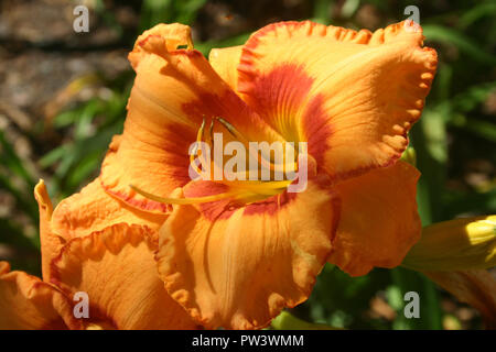 ORANGE giglio di giorno (Hemerocallis) FIORE Foto Stock