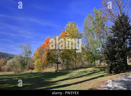 Parco in bellissimi colori autunnali, alberi con foglie colorate, campo intesively cielo blu, senza le persone. Foto Stock