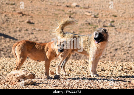 Stray senzatetto cani Foto Stock