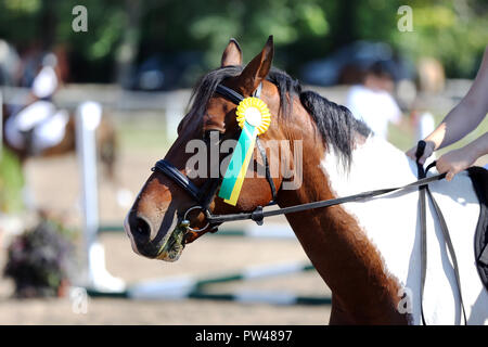 Ignoto cavaliere a cavallo Equitazione sulla manifestazione equestre con i nastri rosette dei vincitori Foto Stock