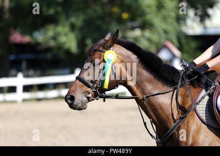 Ignoto cavaliere a cavallo Equitazione sulla manifestazione equestre con i nastri rosette dei vincitori Foto Stock