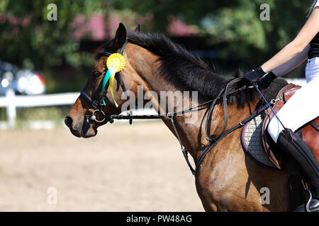 Ignoto cavaliere a cavallo Equitazione sulla manifestazione equestre con i nastri rosette dei vincitori Foto Stock