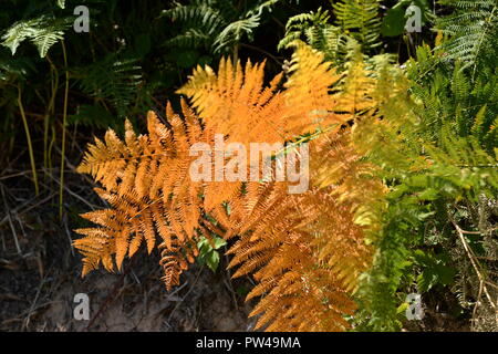 Golden di colore arancio bracken frond in autunno colori dorati Foto Stock