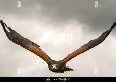 La Harris hawk (Parabuteo unicinctus) close-up in volo Foto Stock
