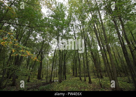 Una bellissima foresta verde lussureggiante in Michigan, Stati Uniti Foto Stock