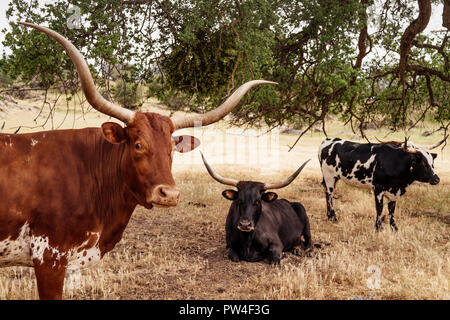 Texas longhorn bovini sul campo erboso al ranch Foto Stock