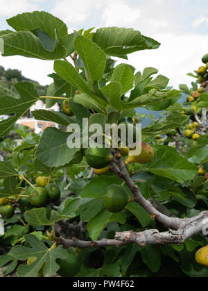 Alberi di fico (Ficus carica), Costiera Amalfitana, Campania, Italia. Foto Stock