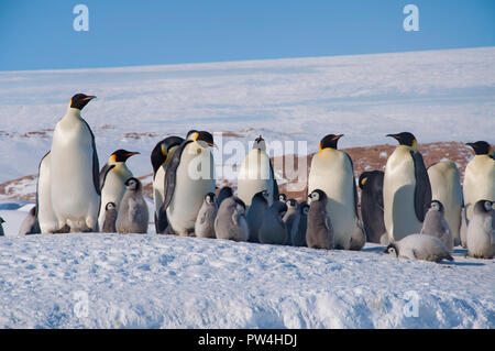 Colonia, gregge - pinguini imperatore in Antartide. I pinguini adulti stand in una giornata di sole con i loro cuccioli nella neve. Antartico. Foto Stock