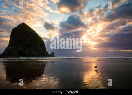 Un gabbiano solitario passeggiate sulla spiaggia nei pressi di Haystack Rock, Cannon Beach, Oregon, Stati Uniti d'America. Foto Stock