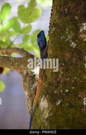 Albero meridionale AGAMA, Swaziland Foto Stock