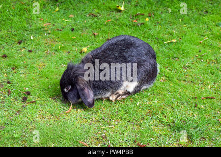 Coniglio mangiare erba in giardino, bunny Foto Stock