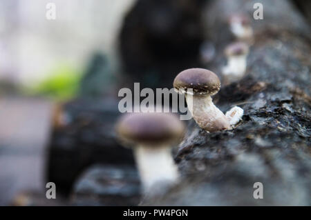 Funghi Shiitake Lentinula edodes crescente da alberi Foto Stock