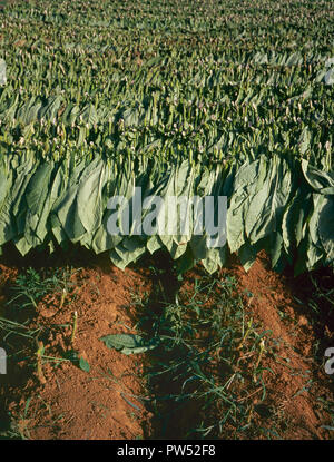 Foglie di tabacco essiccazione su un campo in una fattoria in Cuba Foto Stock