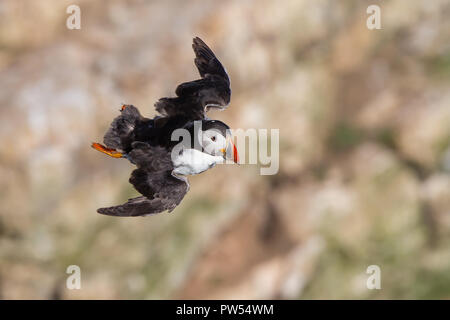 Alto angolo, primo piano aereo di UK puffin Seabird (Fratercla artica) isolato in volo midair, scogliere di Bempton. Uccelli marini del Regno Unito, puffini comuni. Foto Stock