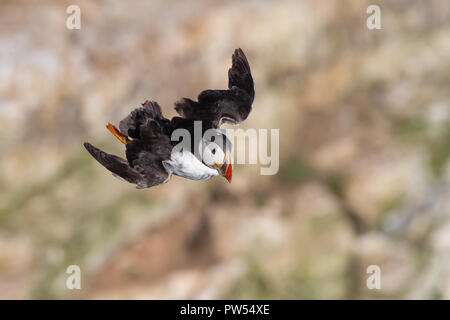 Foto ravvicinata di uccelli selvatici di puffin (Fratercula artica) che volano isolati nella brezza, scogliere a fuoco dolce sullo sfondo. Alta, vista aerea. Foto Stock