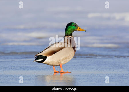 Mallard / anatra selvatica (Anas platyrhynchos) maschio / drake in appoggio sul ghiaccio del lago ghiacciato in inverno Foto Stock