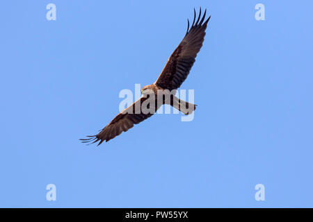 Western Marsh Harrier / Eurasian Marsh Harrier (Circus aeruginosus) femmina in volo contro il cielo blu Foto Stock