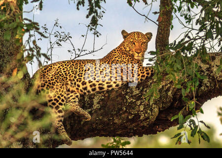 African Leopard, Panthera Pardus, in appoggio in una struttura ad albero nella natura habitat. Big cat nel Parco Nazionale di Kruger, Sud Africa. Il Leopard è parte del popolare Big Five. Foto Stock