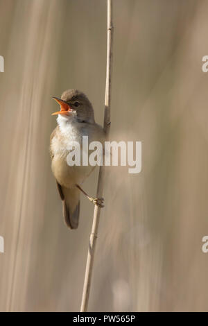 Eurasian reed trillo (Acrocephalus scirpaceus) maschio chiamando in terra reed / palude in primavera Foto Stock