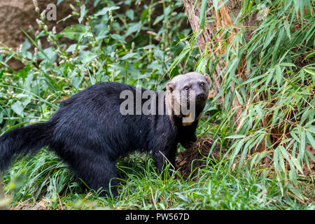 Tayra (Eira barbara / Mustela barbara) nativa per le foreste tropicali dell'America Centrale e America del Sud Foto Stock