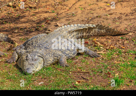 Coccodrillo africano, Crocodylus niloticus, in appoggio in corrispondenza iSimangaliso Wetland Park in St Lucia, Sud Africa, uno dei top Tour Safari destinazioni. Foto Stock