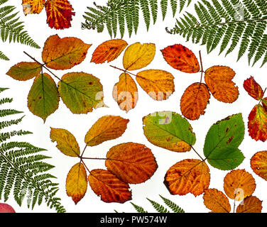 Rovo foglie Rubus fruticosus cambiando colore in autunno Foto Stock