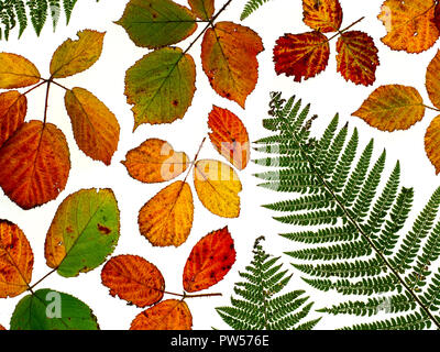 Rovo foglie Rubus fruticosus cambiando colore in autunno Foto Stock