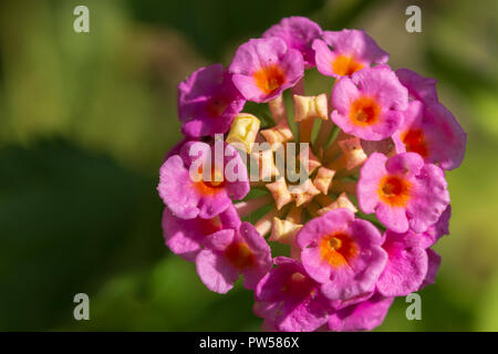 Lantana Camera, Wild Sage Plant Foto Stock