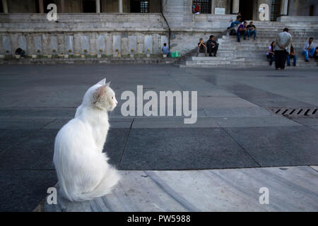 Un gatto bianco è seduto di fronte alla nuova moschea e guardare la gente sulle scale Foto Stock