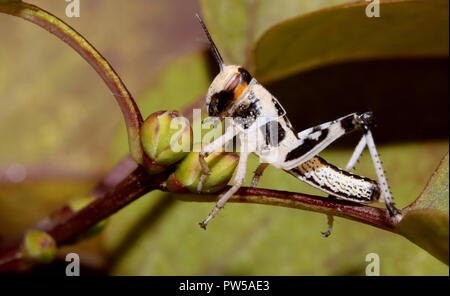 Locust macro close up Foto Stock