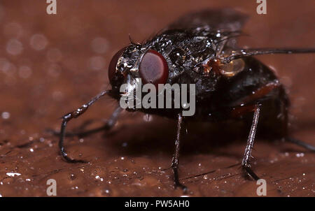 Big fly coperchio con gocce d'acqua macro Foto Stock