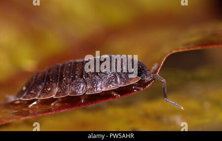 Oniscus sulla foglia macro close up Foto Stock