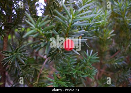 Bacca rossa su albero Foto Stock