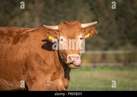 Limousin vacca (Bos primigenius taurus) in free range Foto Stock