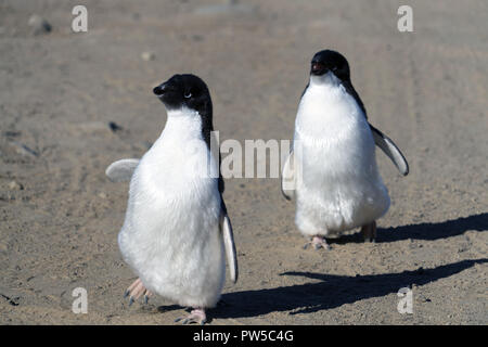 Adelie giovani pinguini camminare sul terreno pietroso. Piano globale. Foto Stock