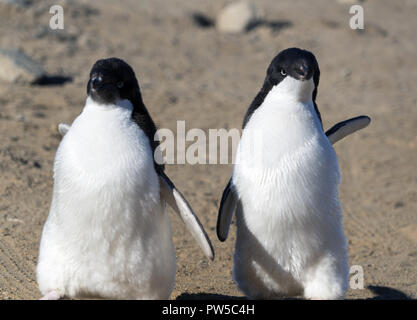 Adelie giovani pinguini camminare sul terreno pietroso. Piano globale. Foto Stock