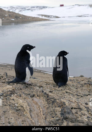 Adelie giovani pinguini camminare sul terreno pietroso. Piano globale. Foto Stock