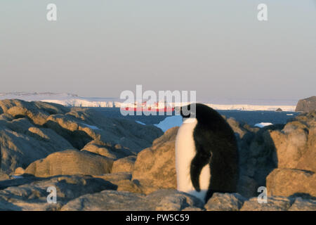 Adelie giovani pinguini camminare sul terreno pietroso. Piano globale. Foto Stock