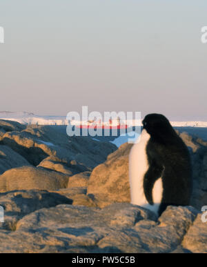 Adelie giovani pinguini camminare sul terreno pietroso. Piano globale. Foto Stock