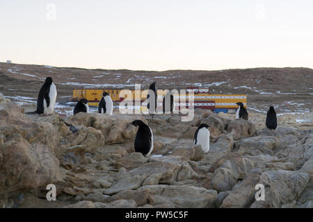 Adelie giovani pinguini camminare sul terreno pietroso. Piano globale. Foto Stock