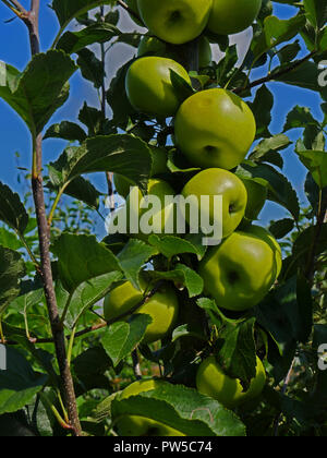 Greensleeves, mele su albero Foto Stock