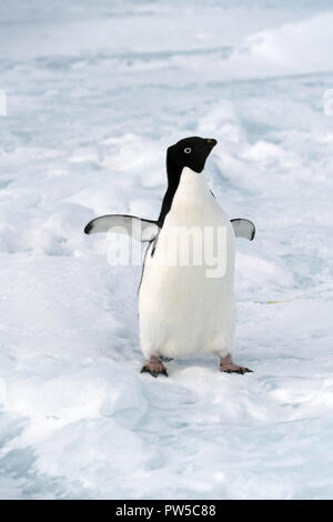 Adelie giovani pinguini camminare sul terreno pietroso. Piano globale. Foto Stock