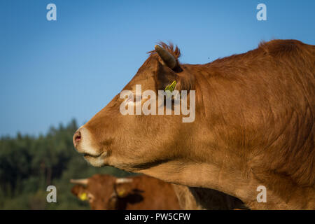 Limousin vacca (Bos primigenius taurus) in free range Foto Stock